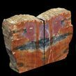 Tall Arizona Petrified Wood Bookends - Brilliant #41498-1